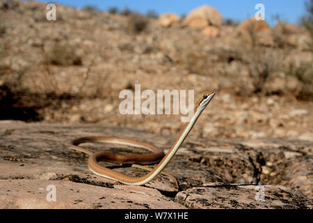 Sabbia Schokari racer (Psammophis schokari) ritratto in habitat, Marocco. Foto Stock