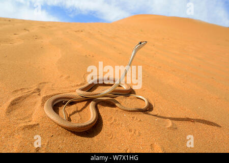 Sabbia Schokari racer (Psammophis schokari) nel deserto habitat, Marocco. Foto Stock