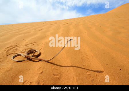 Sabbia Schokari racer (Psammophis schokari) nel deserto, Marocco. Foto Stock