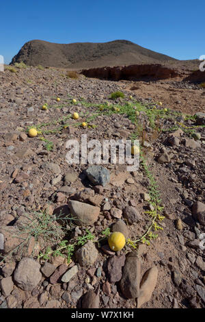 Deserto gourd (Citrullus colocynthis) vicino a Ouarzazate, Marocco. Foto Stock