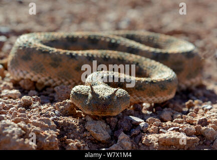 Vipera cornuta (Cerastes cerastes) ritratto, vicino a Ouarzazate, Marocco. Foto Stock