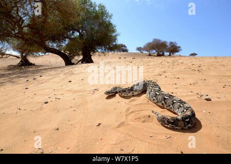 Puff sommatore (Bitis arietans) in habitat, vicino Tiznit, Marocco. Foto Stock