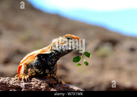 Spinosa-tailed lizard (Uromastyx nigriventris) mangiare, vicino a Ouarzazate, Marocco. Foto Stock