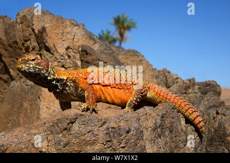 Spinosa-tailed lizard (Uromastyx nigriventris) sulle rocce, vicino a Ouarzazate, Marocco. Foto Stock