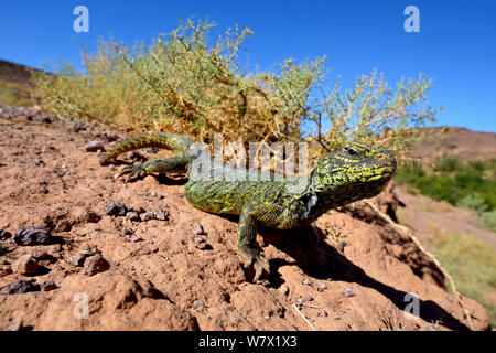 Spinosa-tailed lizard (Uromastyx nigriventris) sulle rocce, vicino a Ouarzazate, Marocco. Foto Stock