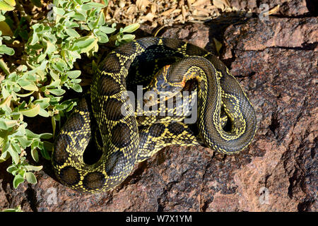Il ferro di cavallo frusta snake (Hemorrhois hippocrepis) spiralato, Marocco. Foto Stock