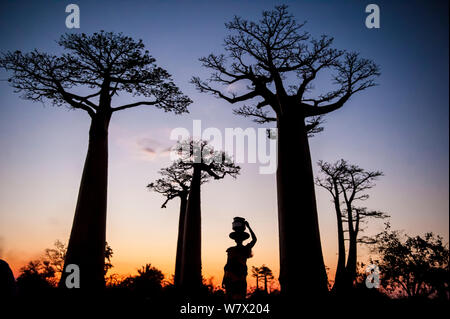 Donna che trasportano acqua, stagliano al tramonto con alberi di Boabab, in Morondava, Madagascar Foto Stock