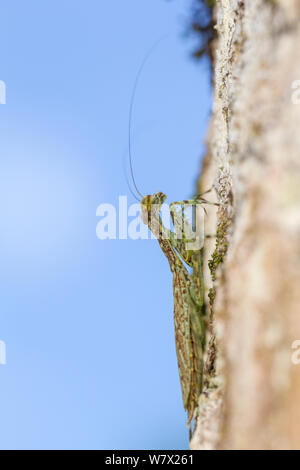 Corteccia Mantis (Liturgusa sp.) verdi colline Butterfly Ranch, Cayo District, Belize Foto Stock