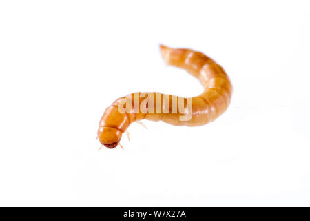 Darkling Beetle (Tenebrio molitor) fine instar larva, captive, Austin, Travis County, Texas, Stati Uniti d'America. Foto Stock