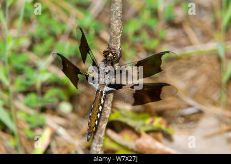 Comune di libellula culbianco (Plathemis lydia) maschio, Sabine National Forest, Hemphill, Sabine County, Texas, Stati Uniti d'America. Foto Stock