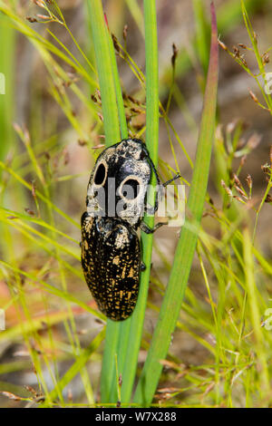 Eyed Fare clic su Beetle (Alaus oculatus) Watson pianta rara preservare, Tyler County, Texas, Stati Uniti d'America. Foto Stock