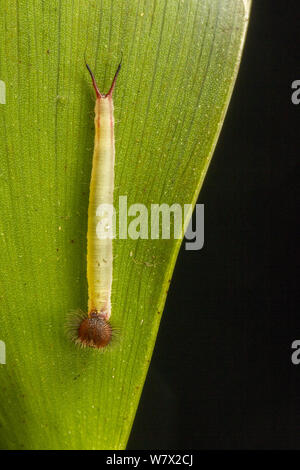 Farfalla Civetta (Caligo memnon) caterpillar, verdi colline Butterfly Ranch, Cayo District, Belize Foto Stock