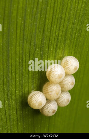 Farfalla Civetta (Caligo sp.) uova verdi colline Butterfly Ranch, Cayo District, Belize Foto Stock