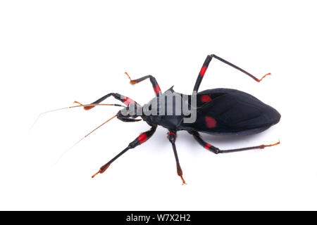 Redspotted Assassin Bug (Platymeris laevicollis) captive all Ateneo di Texas collezione di insetti. Foto Stock