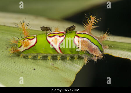 Piccolo morde midge (Forcipomyia) alimentazione dall'emolinfa di uno slug caterpillar (Talima) verdi colline Butterfly Ranch, Cayo District, Belize, STATI UNITI D'AMERICA. Foto Stock