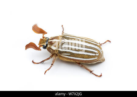 Tenlined Giugno Beetle (Polyphylla decemlineata) Rivernook Campeggio, Kernville, Kern County, California, Stati Uniti d'America. Foto Stock