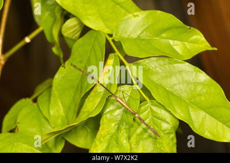 Stick insetto (Phasmatodea) verdi colline Butterfly Ranch, Cayo District, il Belize. Foto Stock