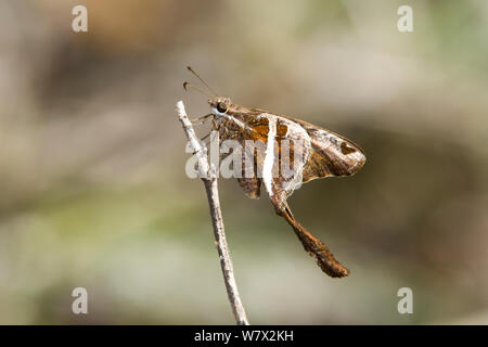 Longtail Whitestriped (Chioides albofasciatus) Santa Ana National Wildlife Refuge, Alamo Hidalgo County, Texas, Stati Uniti d'America. Foto Stock