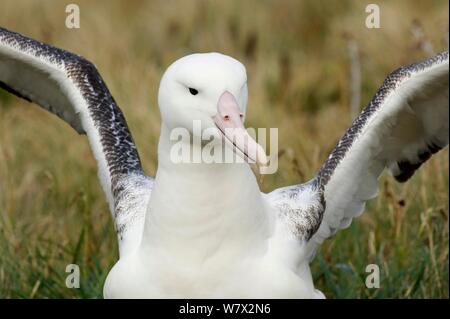 Royal Albatross (Diomedea epomophora) adulto presso il nido di ali di stiramento. Campbell Island, Nuova Zelanda, Marzo. Foto Stock