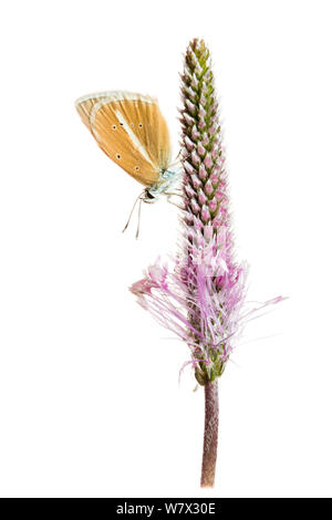 Damon blue butterfly (Polyommatus damon) sul fiore di piantaggine, Hautes-Alpes, Queyras parco naturale, Francia, Luglio. meetyourneighbors.net progetto. Foto Stock