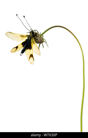 (Owlfly Libelloides longicornis) su scabious, Hautes-Alpes, Queyras parco naturale, Francia, Luglio. meetyourneighbors.net progetto. Foto Stock