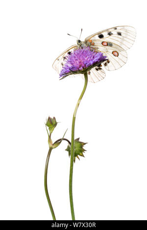 Apollo butterfly (Parnassius apollo) su scabious fiore, Hautes-Alpes, Queyras parco naturale, Francia, Luglio. meetyourneighbors.net progetto. Foto Stock