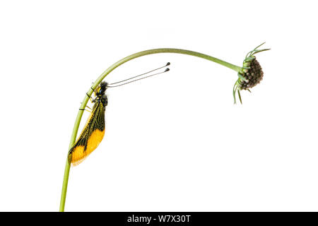 (Owlfly Libelloides longicornis) su scabious, Hautes-Alpes, Queyras parco naturale, Francia, Luglio. meetyourneighbors.net progetto. Foto Stock