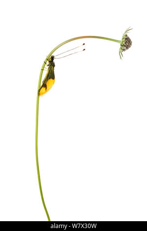 (Owlfly Libelloides longicornis) su scabious, Hautes-Alpes, Queyras parco naturale, Francia, Luglio. meetyourneighbors.net progetto. Foto Stock