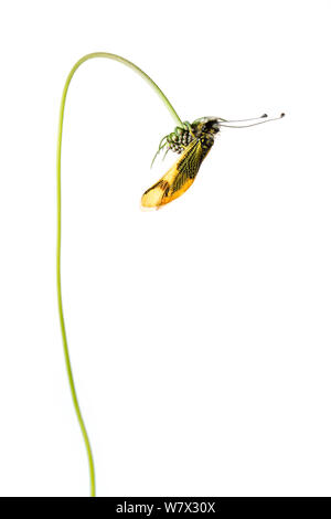 (Owlfly Libelloides longicornis) su scabious, Hautes-Alpes, Queyras parco naturale, Francia, Luglio. meetyourneighbors.net progetto. Foto Stock