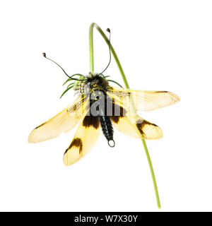 (Owlfly Libelloides longicornis) su scabious, Hautes-Alpes, Queyras parco naturale, Francia, Luglio. meetyourneighbors.net progetto. Foto Stock