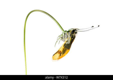 (Owlfly Libelloides longicornis) su scabious, Hautes-Alpes, Queyras parco naturale, Francia, Luglio. meetyourneighbors.net progetto. Foto Stock