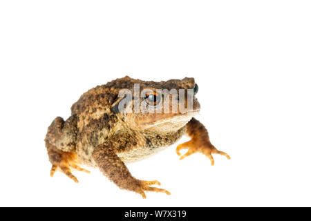 Politica europea comune in materia di toad (Bufo bufo), Maine-et-Loire, Francia, Agosto. meetyourneighbors.net progetto. Foto Stock