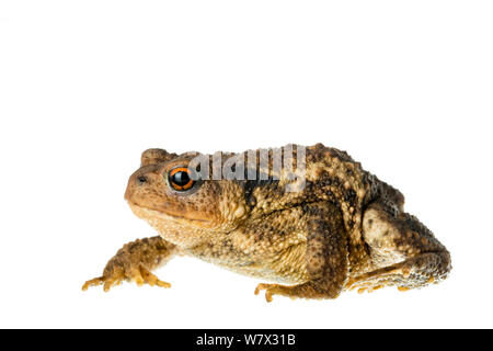 Politica europea comune in materia di toad (Bufo bufo), Maine-et-Loire, Francia, Agosto. meetyourneighbors.net progetto. Foto Stock