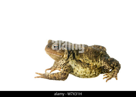 Politica europea comune in materia di toad (Bufo bufo), Maine-et-Loire, Francia, giugno. meetyourneighbors.net progetto. Foto Stock