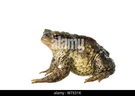 Politica europea comune in materia di toad (Bufo bufo), Maine-et-Loire, Francia, giugno. meetyourneighbors.net progetto. Foto Stock