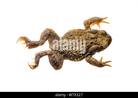 Politica europea comune in materia di toad (Bufo bufo), Maine-et-Loire, Francia, Agosto. meetyourneighbors.net progetto. Foto Stock