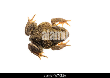 Politica europea comune in materia di toad (Bufo bufo), Maine-et-Loire, Francia, Agosto. meetyourneighbors.net progetto. Foto Stock