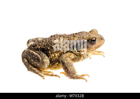 Politica europea comune in materia di toad (Bufo bufo), Maine-et-Loire, Francia, Agosto. meetyourneighbors.net progetto. Foto Stock