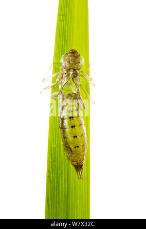 Dragonfly esuvia sull'erba dopo la nascita, Maine-et-Loire, Francia, giugno. meetyourneighbors.net progetto. Foto Stock