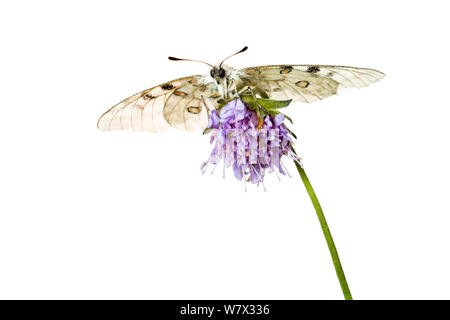 Apollo butterfly (Parnassius apollo) su scabious fiore, Hautes-Alpes, Queyras parco naturale, Francia, Luglio. meetyourneighbors.net progetto. Foto Stock