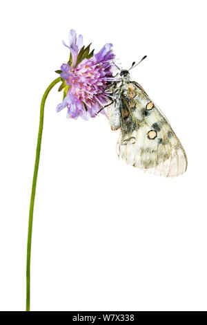 Apollo butterfly (Parnassius apollo) su scabious fiore, Hautes-Alpes, Queyras parco naturale, Francia, Luglio. meetyourneighbors.net progetto. Foto Stock