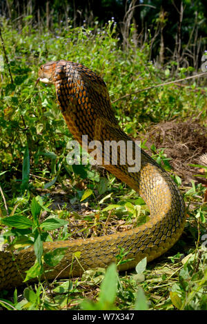 Cobra reale (Ophiophagus hannah) in sciopero pongono, Malaysia Foto Stock