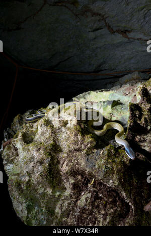 Caverna-abitazione biacco (Orthriophis taeniurus ridleyi) in grotta, Malaysia Foto Stock