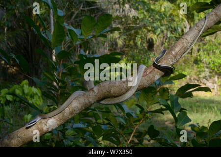 Caverna-abitazione biacco (Orthriophis taeniurus ridleyi) Malaysia Foto Stock