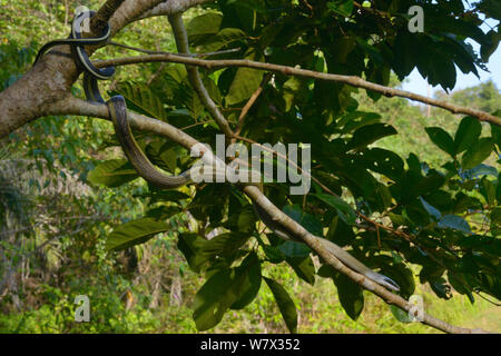 Caverna-abitazione biacco (Orthriophis taeniurus ridleyi) Malaysia Foto Stock