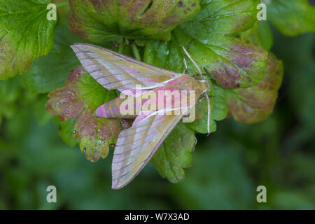 Elephant Hawkmoth (Deilephila elpenor) Oxfordshire, Regno Unito. Luglio. Foto Stock