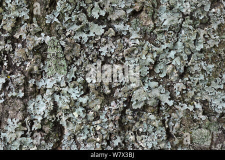 Merveille du Jour tarma (Dichonia aprilina), mimetizzata su lichen. La foresta nazionale, Leicestershire, Regno Unito. Settembre. Foto Stock