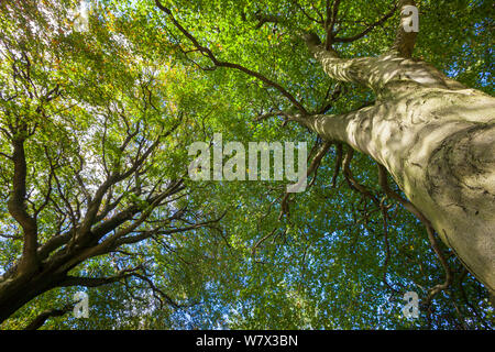 Looking up through a Beech wood canopy (Fagus sylvatica) in summer, Peak District National Park, Derbyshire, UK. August. Foto Stock