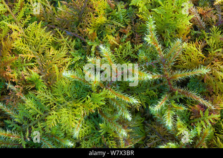 Rosso-derivava Feather-moss (Pleurozium schreberi) e tamerici comuni-moss (Thuidium tamariscinum) crescendo insieme a tumulo. Parco Nazionale del Distretto dei Laghi, Cumbria, Regno Unito. Febbraio. Foto Stock