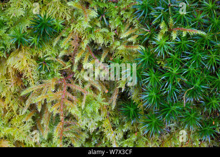 Rosso-derivava Feather-moss (Pleurozium schreberi), Banca Haircap Moss (Polytrichum formosum) e tamerici comuni-moss (Thuidium tamariscinum) crescendo insieme a tumulo. Parco Nazionale del Distretto dei Laghi, Cumbria, Regno Unito. Febbraio. Foto Stock